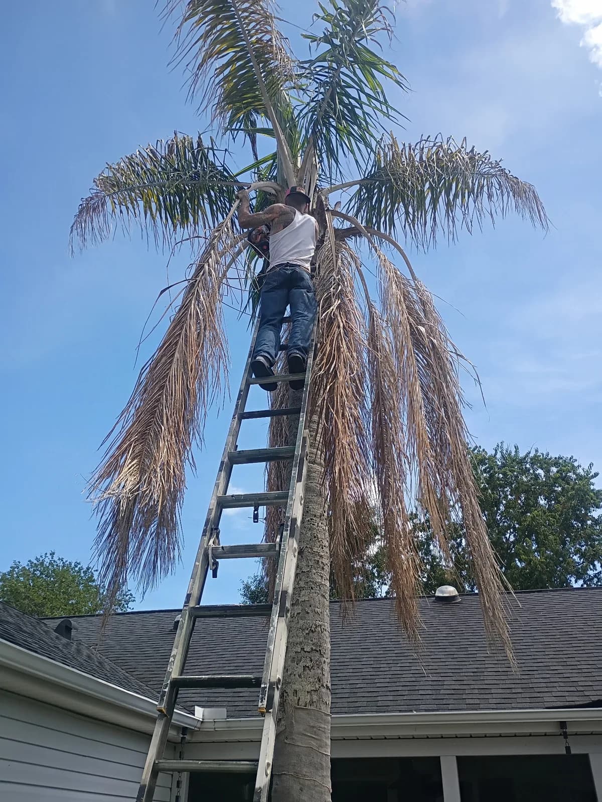 Jeff on ladder high up trimming a tall royal palm tree